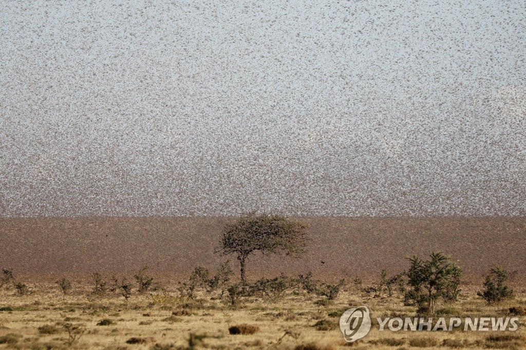 케냐 루머루티 지역을 덮친 메뚜기떼.