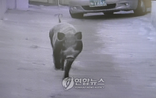 도심에 나타난 멧돼지 <<연합뉴스 자료사진>>