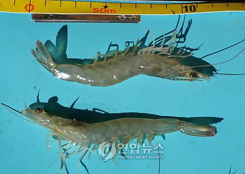 흰다리 새우(자료)