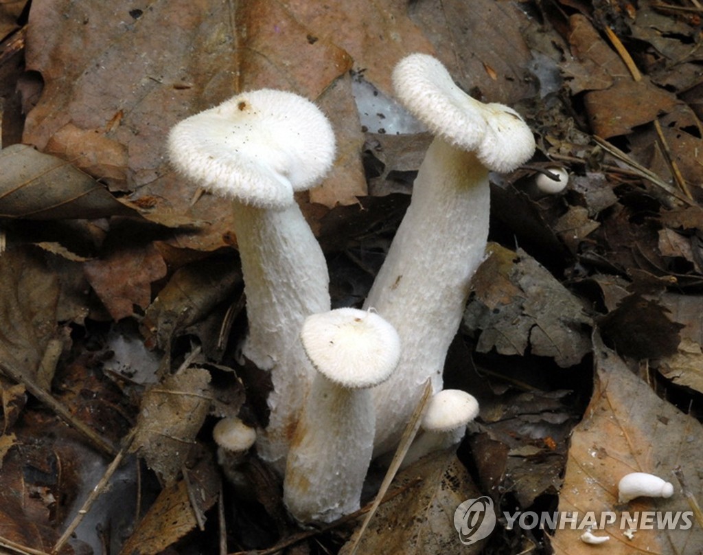 제주서 발견된 세계 미기록종 흰털깔때기버섯