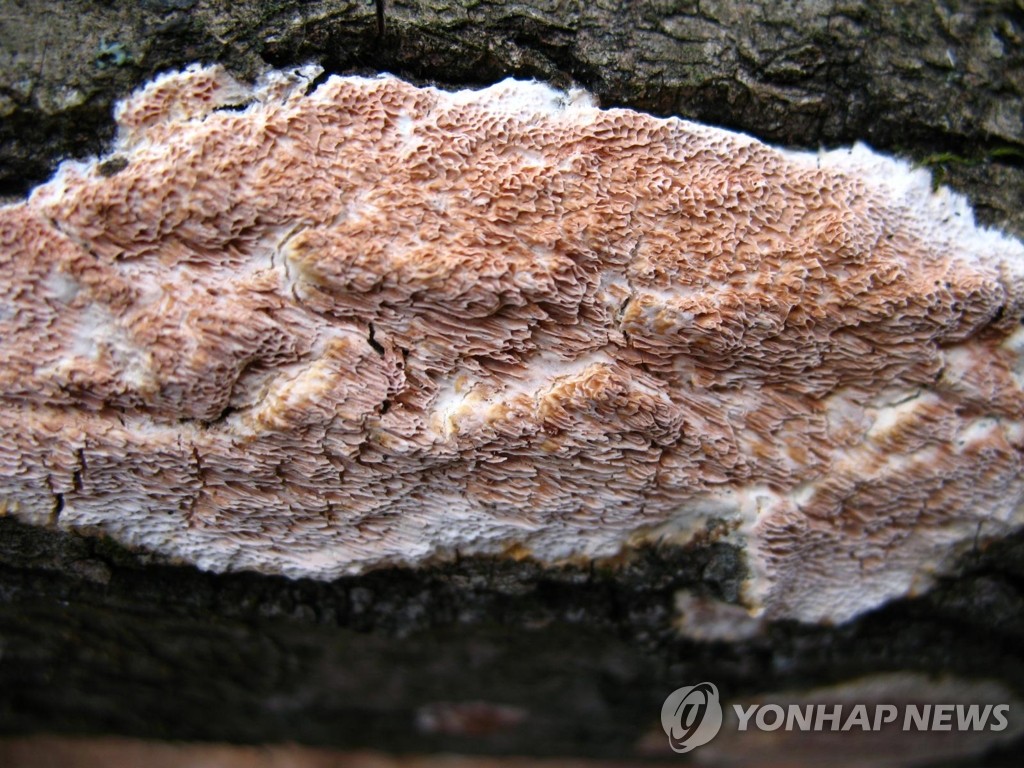 국내 첫 발견 수지밀구멍버섯 자실체 사진