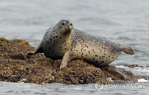 점박이물범(자료사진)