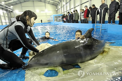 2012년 일본서 울산으로 공수된 돌고래