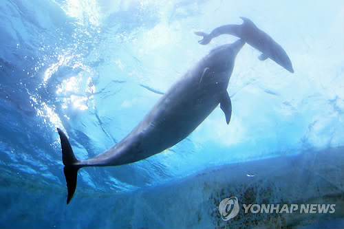 2014년 수족관에서 새끼를 출산한 장꽃분