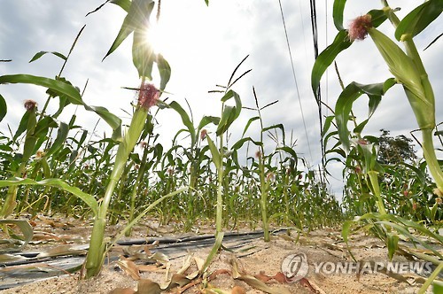 '극심한 가뭄'에 시든 옥수수(연합뉴스 자료사진)