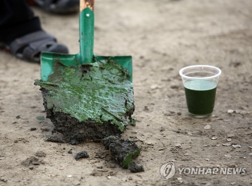 행주나루터의 심한 녹조