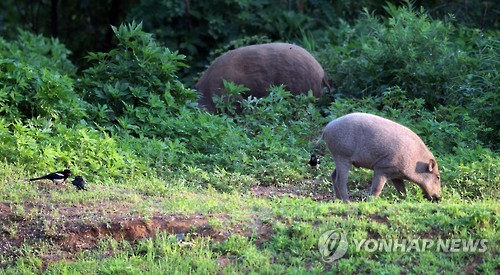 전선의 멧돼지