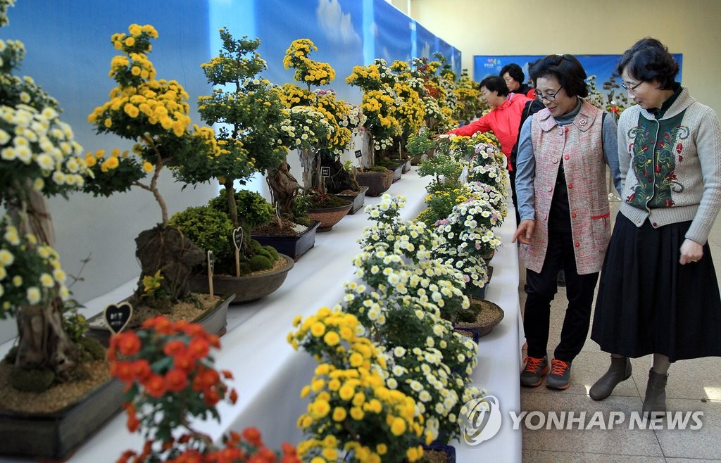 "남원 광한루원에 국화 분재 보러오세요"
