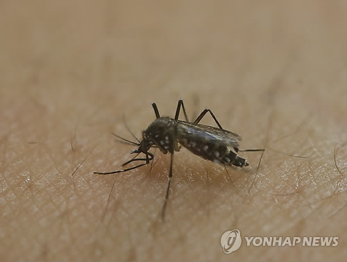 소두증을 유발하는 지카(zika) 바이러스를 옮기는 '이집트 숲모기(Aedes Aegypti)' 암컷. <<AP=연합뉴스>>