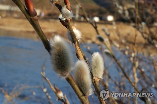 봄소식 전하는 버들강아지