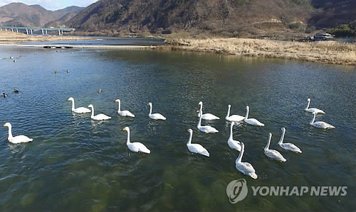 평화로운 고니떼