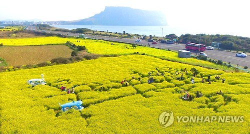 제주 성산의 유채 물결