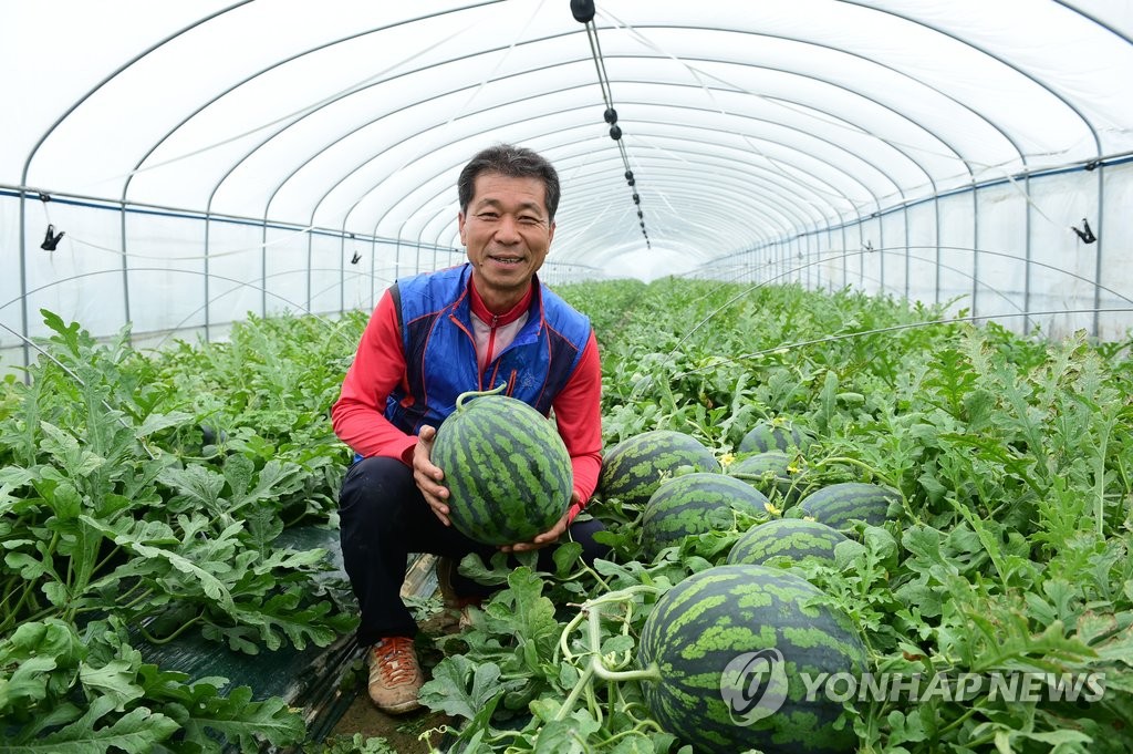 우곡수박 출하