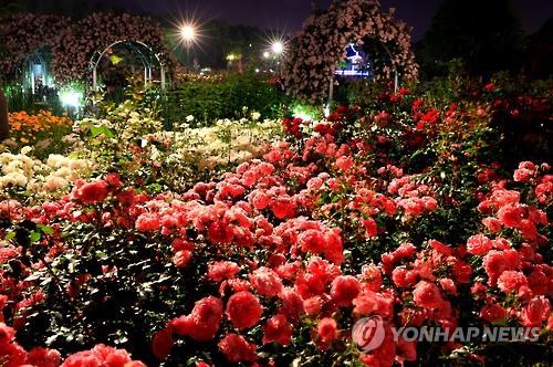 곡성세계장미축제 야경
