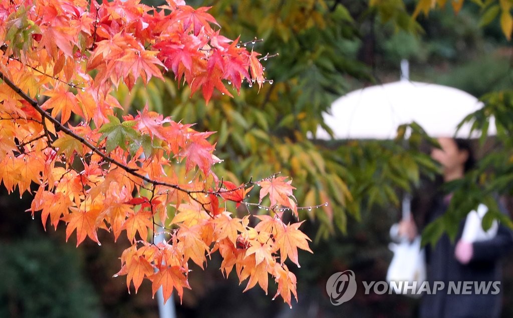 가을비가 내려 강원 춘천 강원대에서 학생이 우산을 쓰고 걸어가고 있다.[연합뉴스 자료사진]