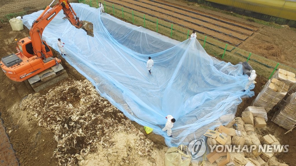 고병원성 AI 확진, 오리 살처분