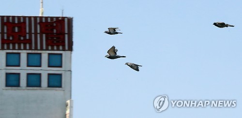 날아다니는 비둘기