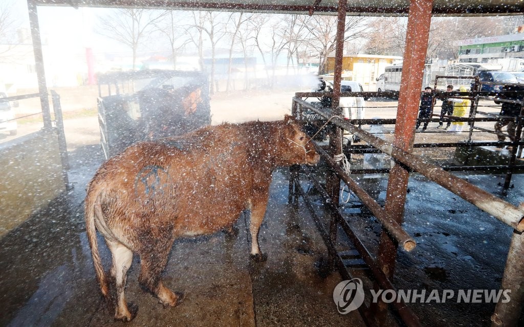 소에게 뿌려지는 소독약