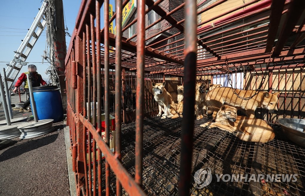 개 유통시설 자진 정비 나선 모란가축시장