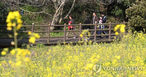 유채꽃 길 걸으며 '힐링'