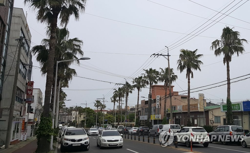 전력선 위협하는 제주 야자수
