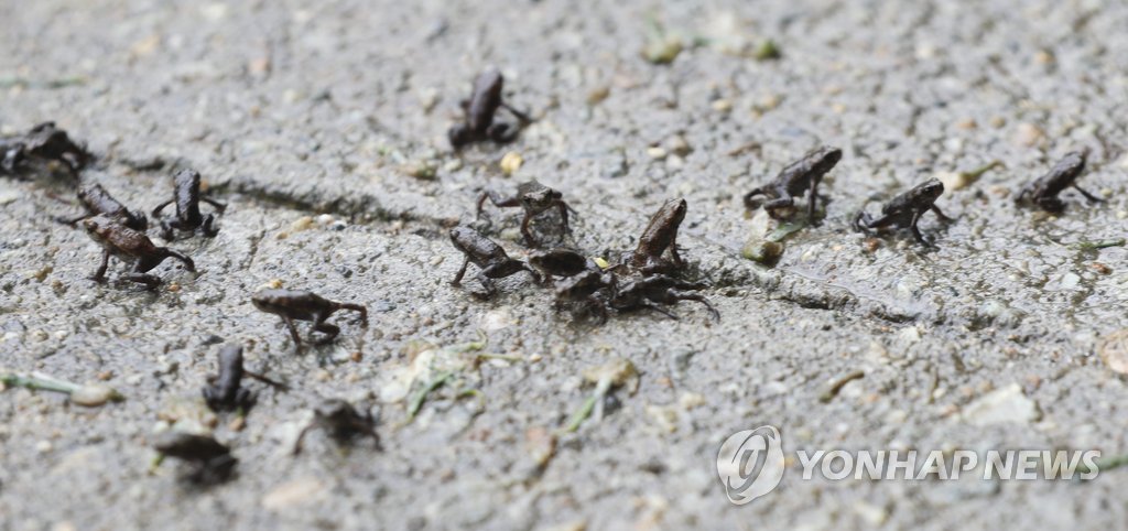 새끼 두꺼비 '대이동'