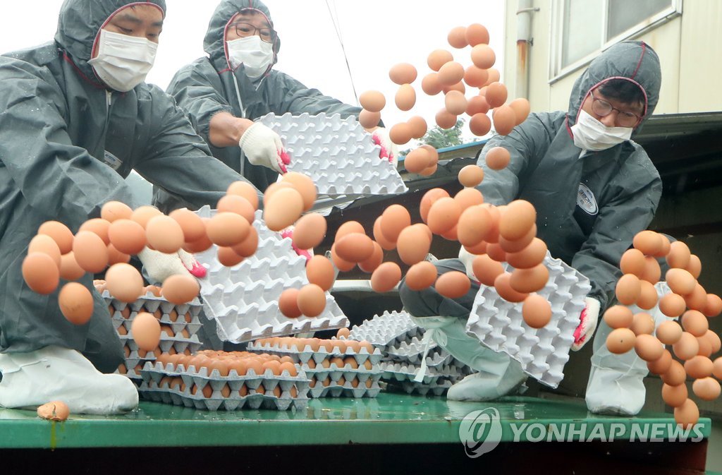폐기되는 살충제 검출 계란 [연합뉴스 자료 사진]