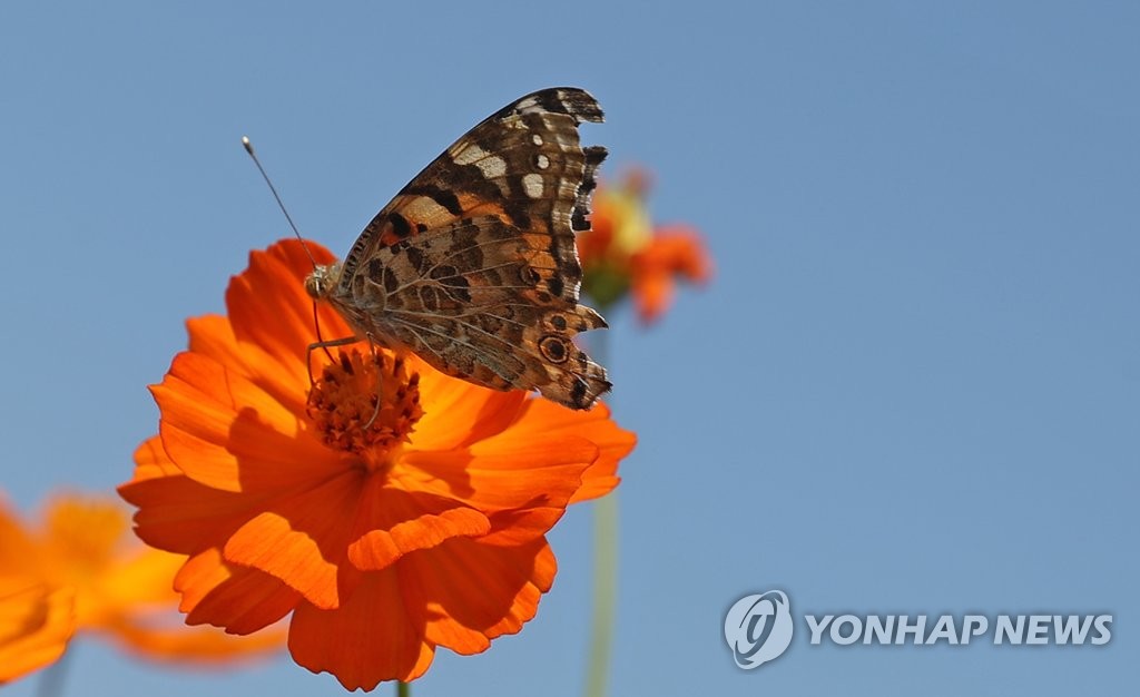 파란 하늘과 나비