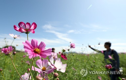 가을 하늘 반기는 코스모스
