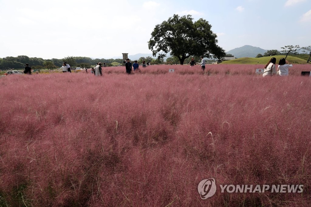 억새의 일종인 핑크뮬리가 절정을 이룬 경주