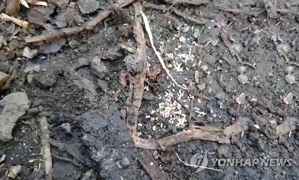 '살인개미' 붉은 독개미 비상