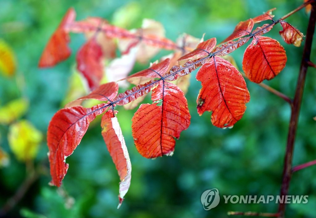 단풍 중의 단풍…붉나무