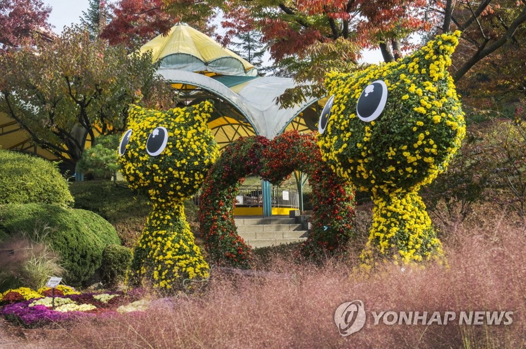 에버랜드 '천송이 국화정원'