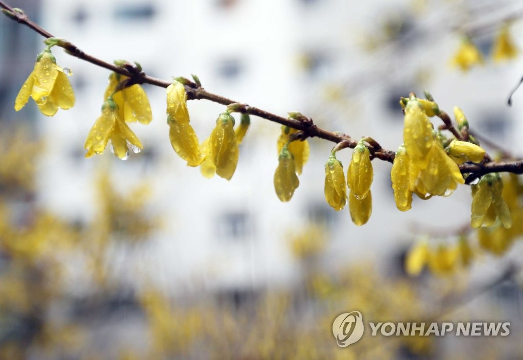 봄비 머금은 개나리