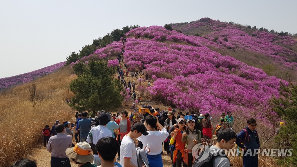 분홍빛 물든 영취산