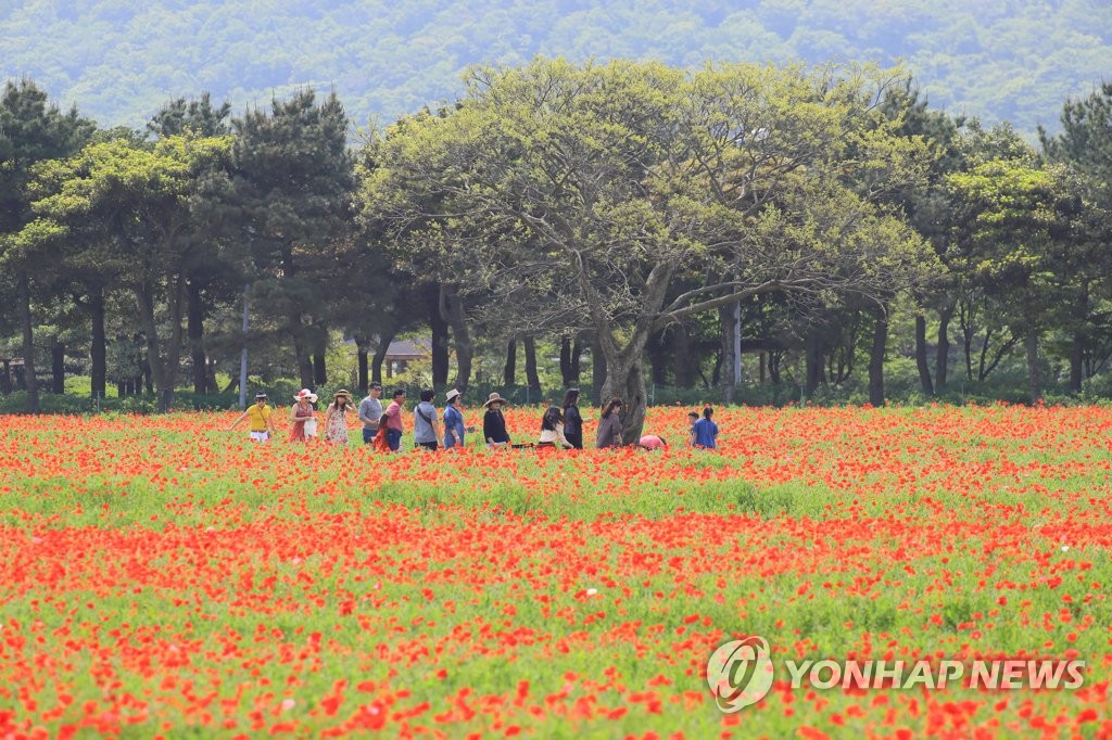 붉디 붉은 꽃양귀비와 함께