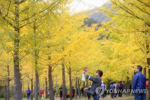 지난해 10월 홍천 은행나무숲 모습