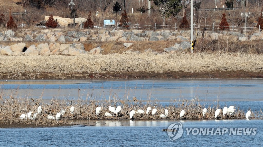 한파에 옹기종기 모인 백로들