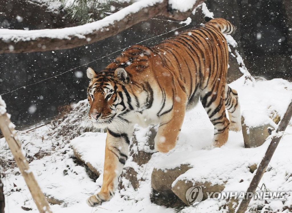Tiger in the snow Tiger in the snow