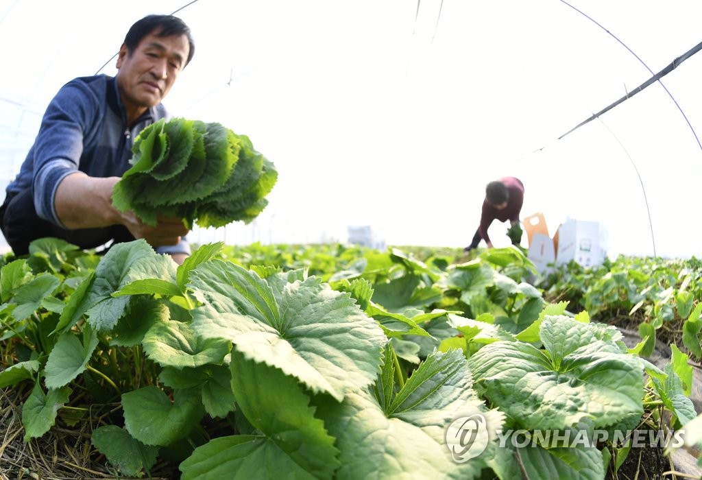 봄 입맛 돋울 '거창 곤달비' 수확