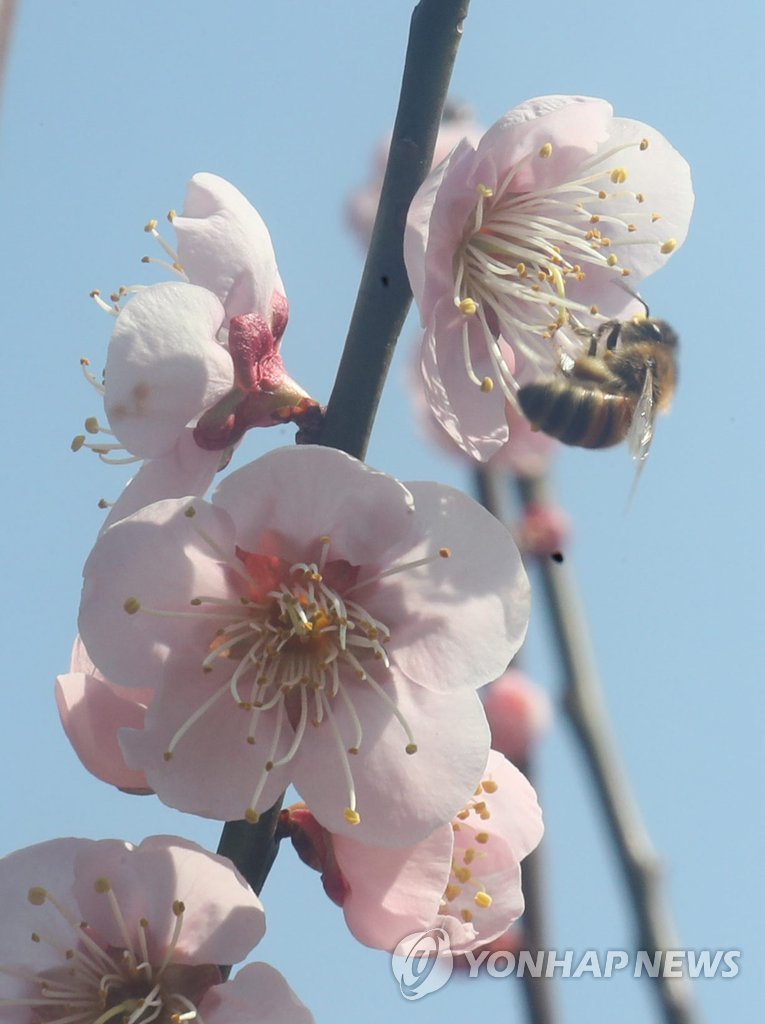 Bees gathering honey Bees gathering honey