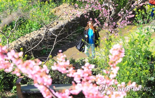 복사꽃이 돗국물에 빠진 날…서귀포 봄맞이 축제