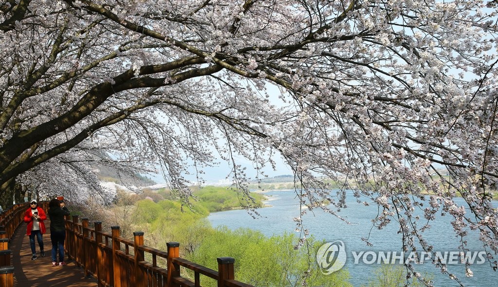 지난해 봄 구례 섬진강변에 만개한 벚꽃