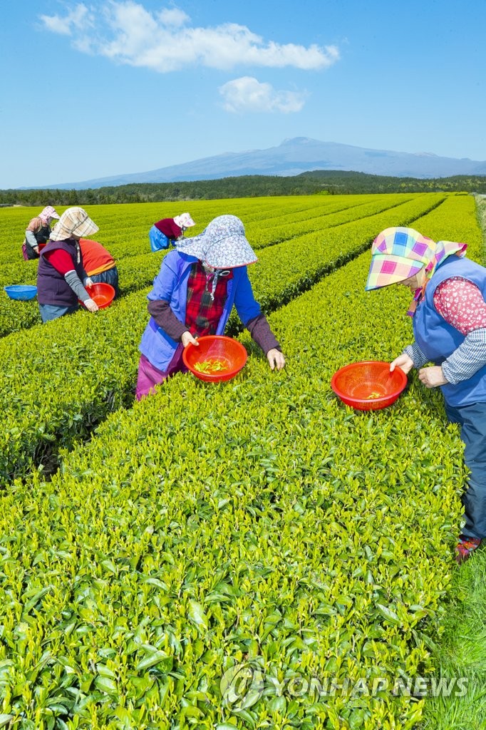 Green tea harvest Green tea harvest