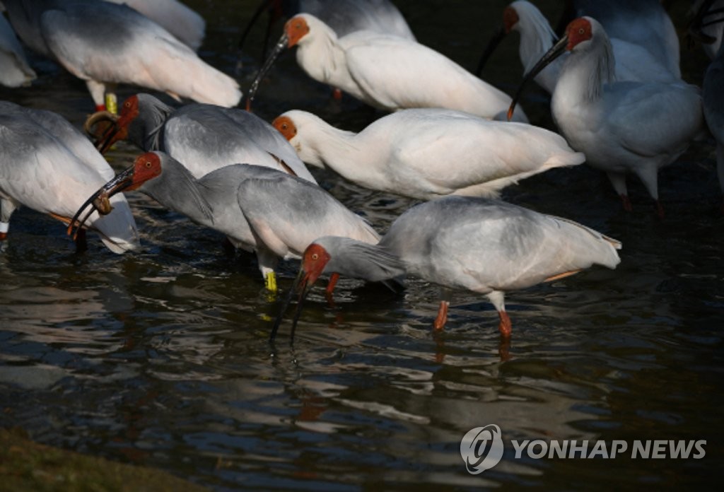 국내 멸종 40년·복원 10년…따오기 야생으로