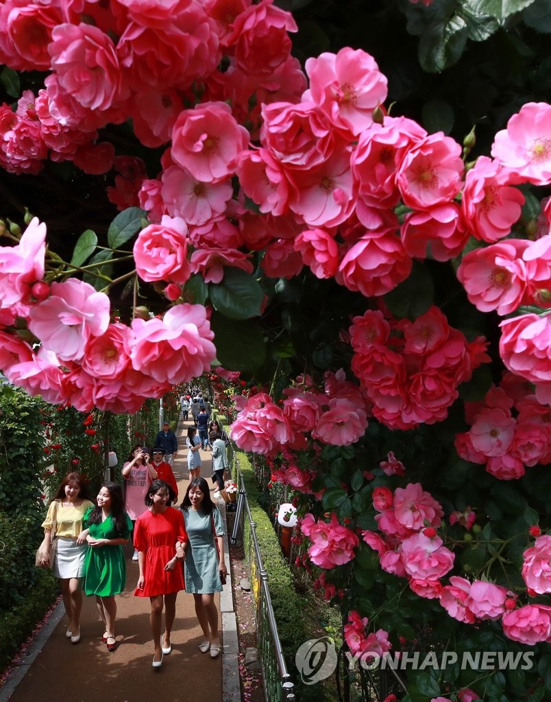Rose fest Rose fest