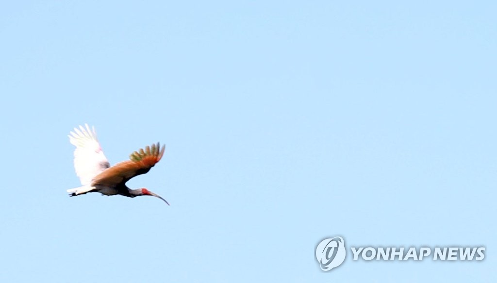 40년 만에 방사된 따오기