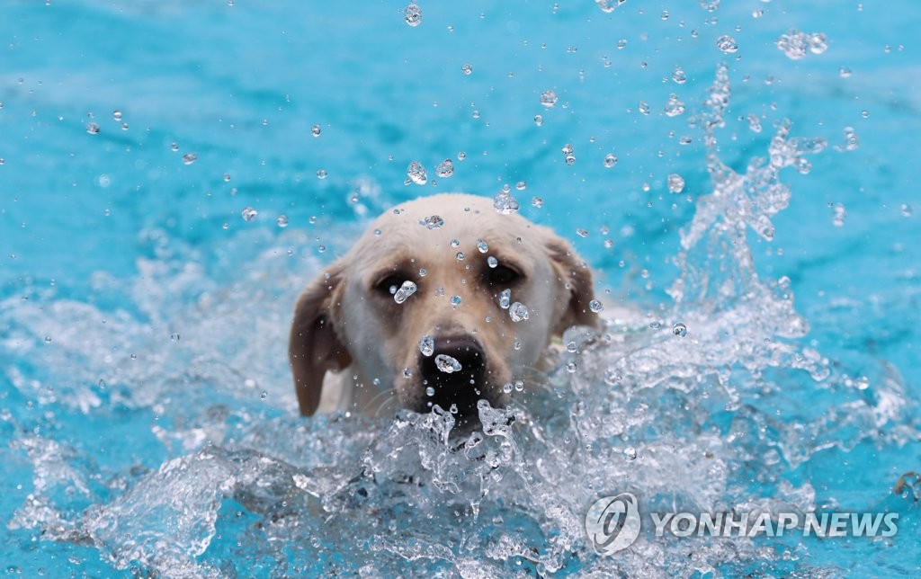 Dog swimming race Dog swimming race
