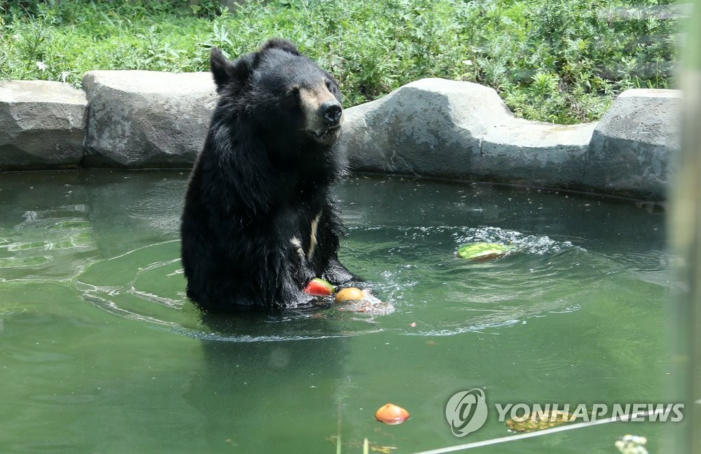 "나는 행복하다"…동물들의 폭염나기