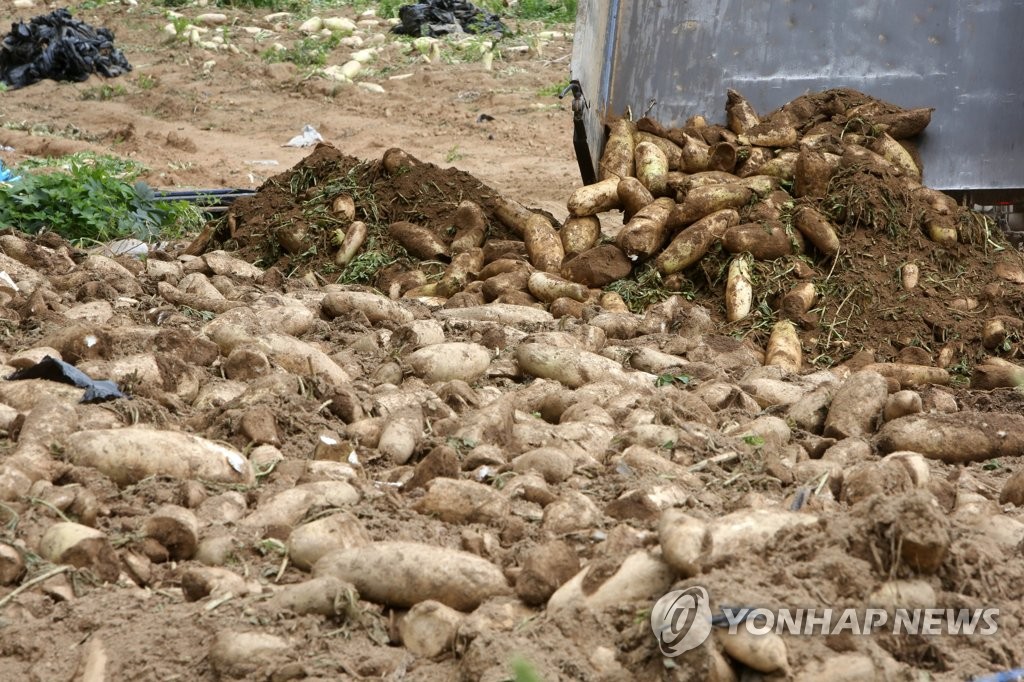뭇값 폭락, 버려지는 고랭지 무